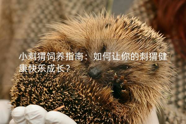 小刺猬飼養(yǎng)指南：如何讓你的刺猬健康快樂成長？